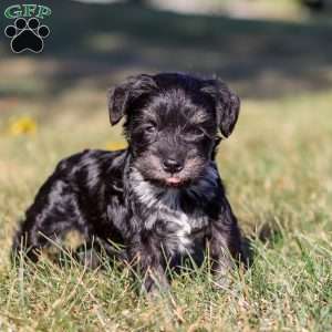 Piper, Miniature Schnauzer Puppy
